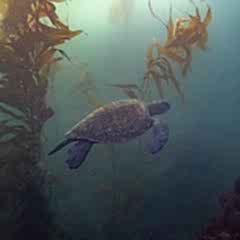 laguna-beach-diving-losangelesyachtcharter laguna-beach-diving-losangelesyachtcharter