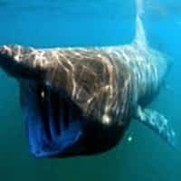 BASKING SHARK - Los Angeles Yacht Charter BASKING SHARK - Los Angeles Yacht Charter