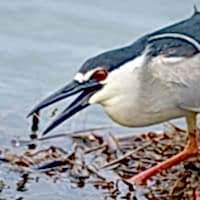 BLACK-CROWNED NIGHT HERON - Los Angeles Yacht Charter BLACK-CROWNED NIGHT HERON - Los Angeles Yacht Charter
