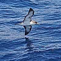 BLACK-VENTED SHEARWATER - Los Angeles Yacht Charter BLACK-VENTED SHEARWATER - Los Angeles Yacht Charter