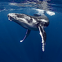 Blue Whale - Los Angeles Yacht Charter Blue Whale - Los Angeles Yacht Charter