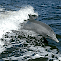 Bottle Nose Dolphin - Los Angeles Yacht Charter Bottle Nose Dolphin - Los Angeles Yacht Charter