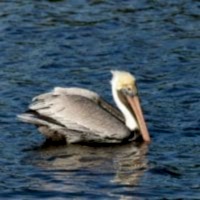 BROWN PELICAN - Los Angeles Yacht Charter BROWN PELICAN - Los Angeles Yacht Charter