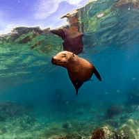 California Sea Lion - Los Angeles Yacht Charter California Sea Lion - Los Angeles Yacht Charter