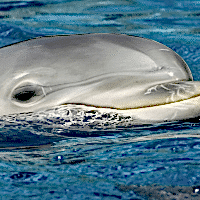 Common Dolphin - Los Angeles Yacht Charter Common Dolphin - Los Angeles Yacht Charter