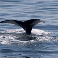 Fin Whale - Los Angeles Yacht Charter Fin Whale - Los Angeles Yacht Charter