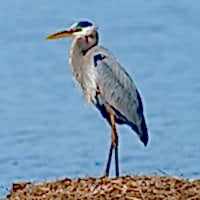 GREAT BLUE HERON - Los Angeles Yacht Charter GREAT BLUE HERON - Los Angeles Yacht Charter