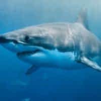 GREAT WHITE SHARK - Los Angeles Yacht Charter GREAT WHITE SHARK - Los Angeles Yacht Charter