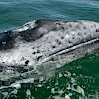 Grey Whale- Los Angeles Yacht Charter Grey Whale- Los Angeles Yacht Charter