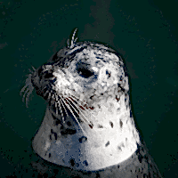 HARBOR SEAL - Los Angeles Yacht Charter HARBOR SEAL - Los Angeles Yacht Charter