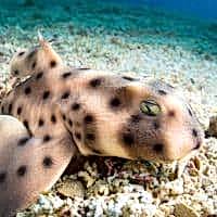 HORN SHARK - Los Angeles Yacht Charter HORN SHARK - Los Angeles Yacht Charter