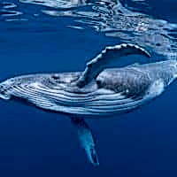 HUMPBACK WHALE - Los Angeles Yacht Charter HUMPBACK WHALE - Los Angeles Yacht Charter