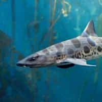 LEOPARD SHARK - Los Angeles Yacht Charter LEOPARD SHARK - Los Angeles Yacht Charter
