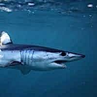 MAKO SHARK - Los Angeles Yacht Charter MAKO SHARK - Los Angeles Yacht Charter