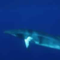 MINKE WHALE - Los Angeles Yacht Charter MINKE WHALE - Los Angeles Yacht Charter