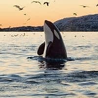 ORCA (KILLER) WHALE - Los Angeles Yacht Charter ORCA (KILLER) WHALE - Los Angeles Yacht Charter