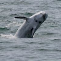 RISSO’S DOLPHIN - Los Angeles Yacht Charter RISSO’S DOLPHIN - Los Angeles Yacht Charter