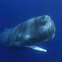 SPERM WHALE - Los Angeles Yacht Charter SPERM WHALE - Los Angeles Yacht Charter