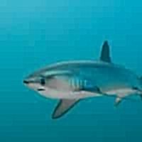 THE COMMON THRESHER SHARK - Los Angeles Yacht Charter THE COMMON THRESHER SHARK - Los Angeles Yacht Charter