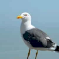 WESTERN GULL (SEAGULL) - Los Angeles Yacht Charter WESTERN GULL (SEAGULL) - Los Angeles Yacht Charter