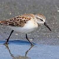 WESTERN SANDPIPER - Los Angeles Yacht Charter WESTERN SANDPIPER - Los Angeles Yacht Charter