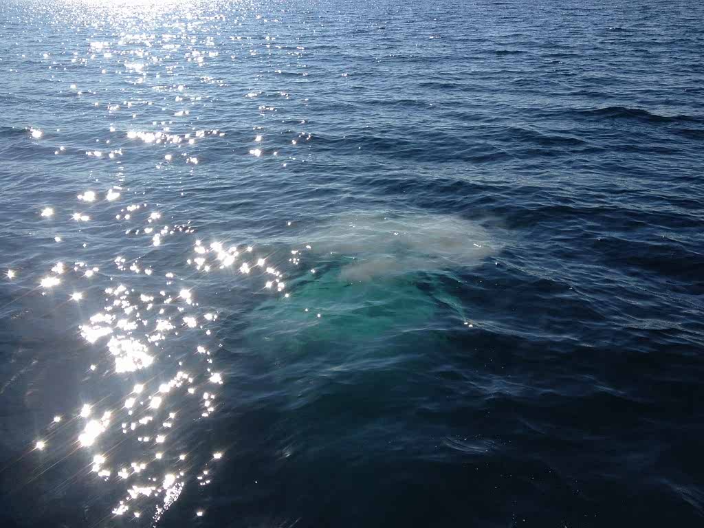 Los Angeles Yacht Charter _ Burial at sea ash scattering los angeles yacht charter burial at sea ash scattering