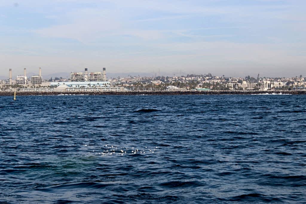 los angeles yacht charter burial at sea ash scattering redondo beach spreading los angeles yacht charter burial at sea ash scattering redondo beach spreading